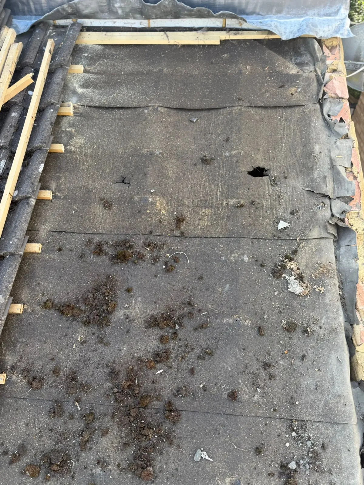Deteriorated roofing membrane with a visible hole beneath removed tiles