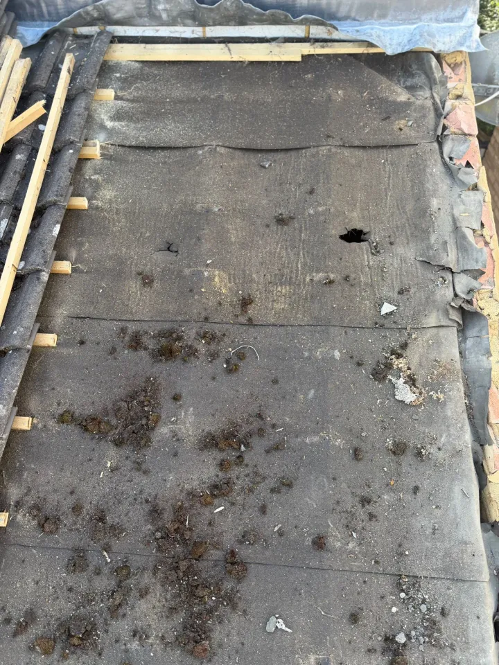 Deteriorated roofing membrane with a visible hole beneath removed tiles